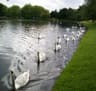 Friends of Witton Lakes logo