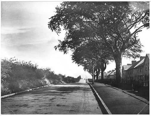Black-and-white view along a wide, empty road with a line of tall trees and new houses on the right and a rough bank of hedges on the left.