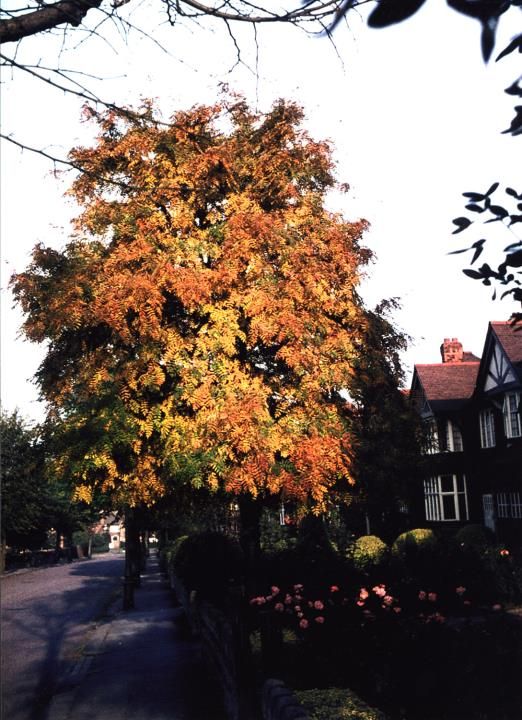 A colour photograph of a tree in orange autumn leaf in front of houses with mock-Tudor gables.