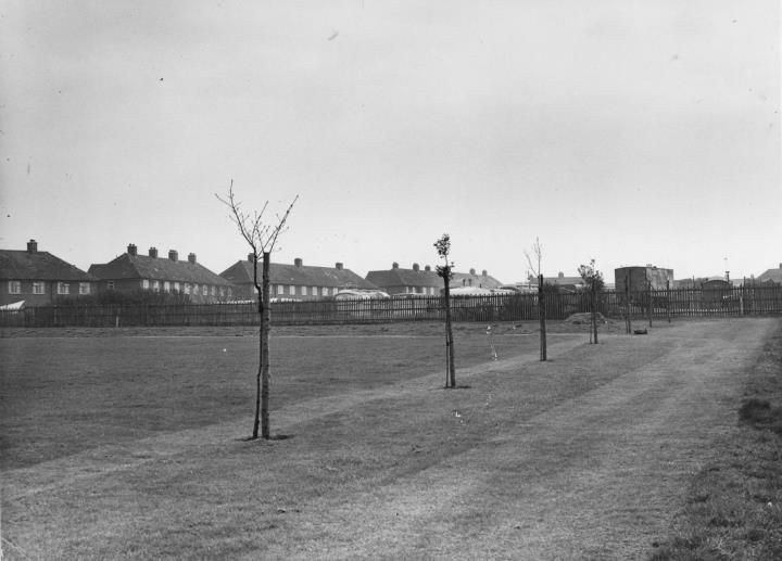Open grass with a path and newly planted young trees, with houses behind a fence.