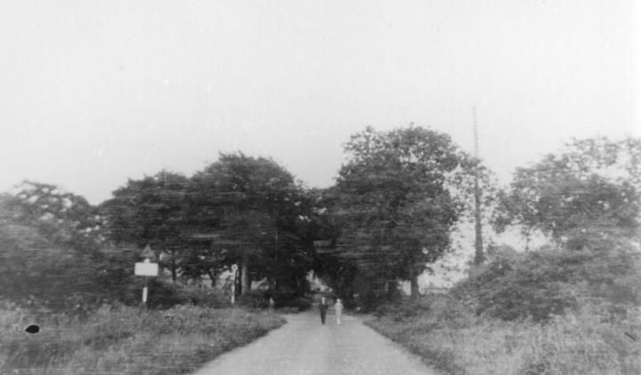 A country lane between trees and hedges, with figures walking in the distance.