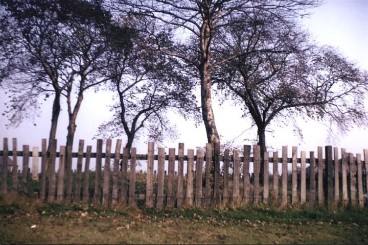 A colour photograph of tall trees behind a rough wooden paling fence.